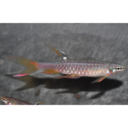 Copella arnoldi (Characin arroseur) 3 cm