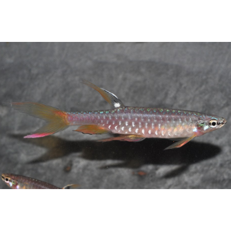 Copella arnoldi (Characin arroseur) 3 cm