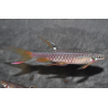 Copella arnoldi (Characin arroseur) 3 cm
