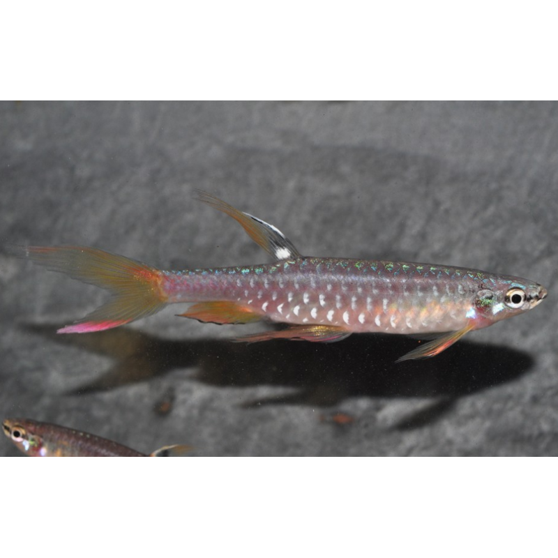 Copella arnoldi (Characin arroseur) 2,5 cm Copella arnoldi (Characin arroseur) 2,5 cm