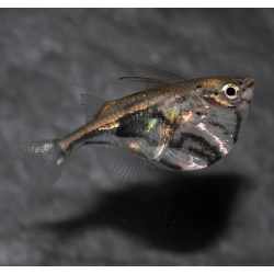 Carnegiella strigata (Poisson-hachette marbré) 2,5 cm (s)