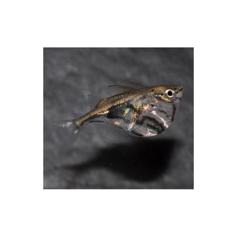 Carnegiella strigata (Poisson-hachette marbré) 2,5 cm (s) Carnegiella strigata (Poisson-hachette marbré) 2,5 cm (s)