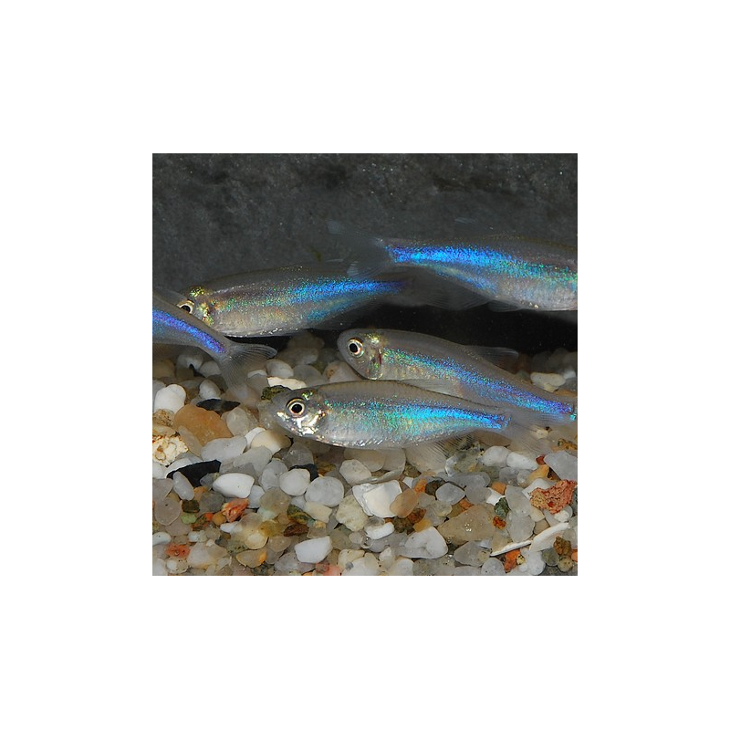 Boehlkea fredcochui (Tétra bleu du Pérou) 2,5 cm Boehlkea fredcochui (Tétra bleu du Pérou) 2,5 cm