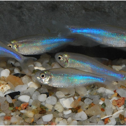 Boehlkea fredcochui (Tétra bleu du Pérou) 2 cm