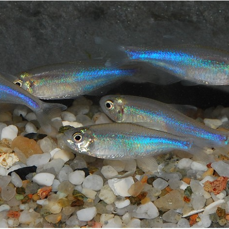 Boehlkea fredcochui (Tétra bleu du Pérou) 2 cm