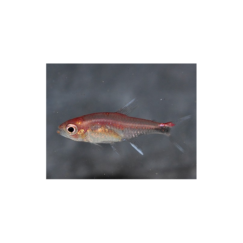 Axelrodia riesei (tétra rubbis) 1,5 cm (s) Axelrodia riesei (tétra rubbis) 1,5 cm (s)