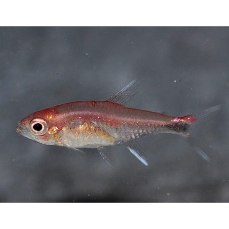 Axelrodia riesei (tétra rubbis) 1,5 cm (s)