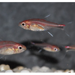 Axelrodia riesei (tétra rubbis) 1,5 cm (s)