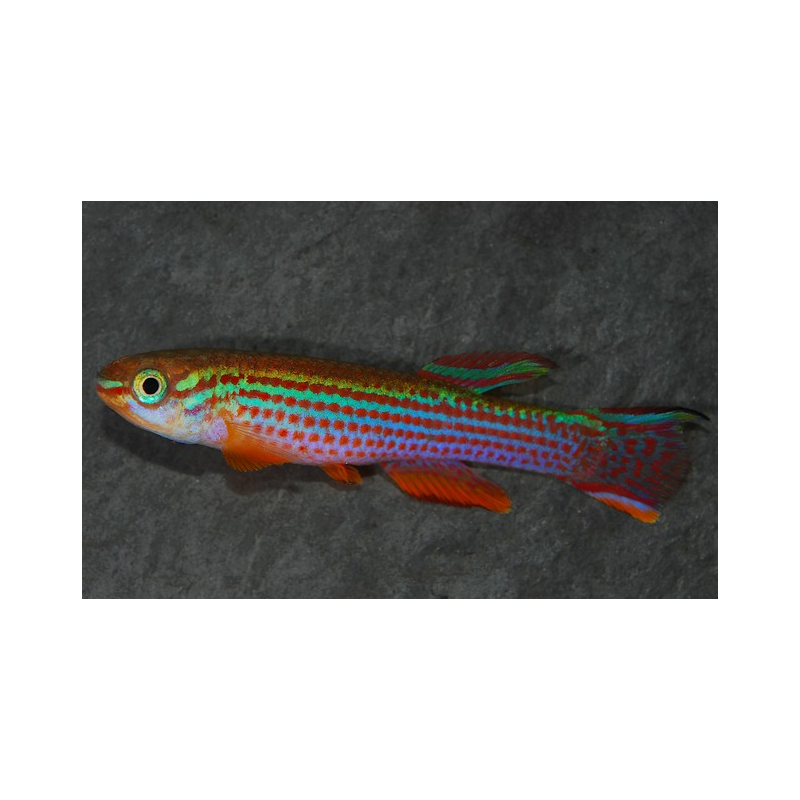 Aphyosemion striatum 3 cm