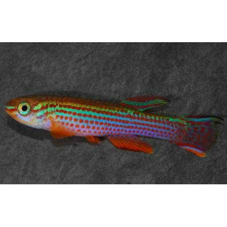 Aphyosemion striatum 3 cm