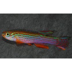 Aphyosemion striatum 2,5 cm