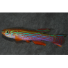 Aphyosemion striatum 2,5 cm
