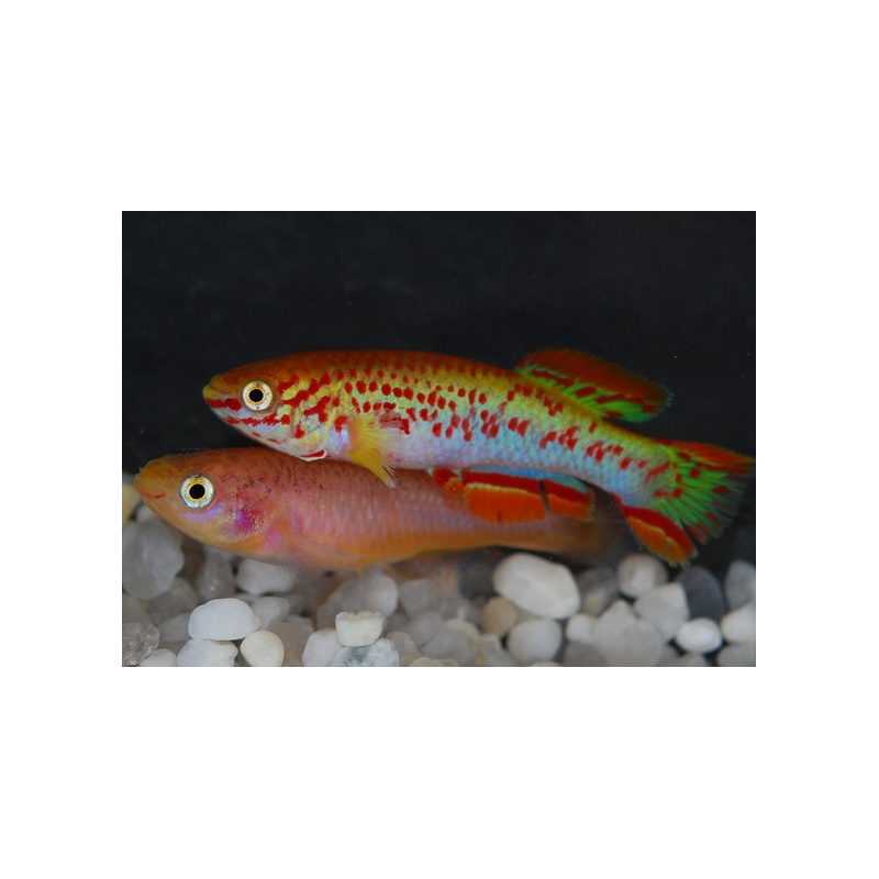 Aphyosemion gardneri albinos 3 cm