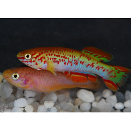 Aphyosemion gardneri albinos 3 cm