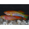 Aphyosemion gardneri albinos 3 cm