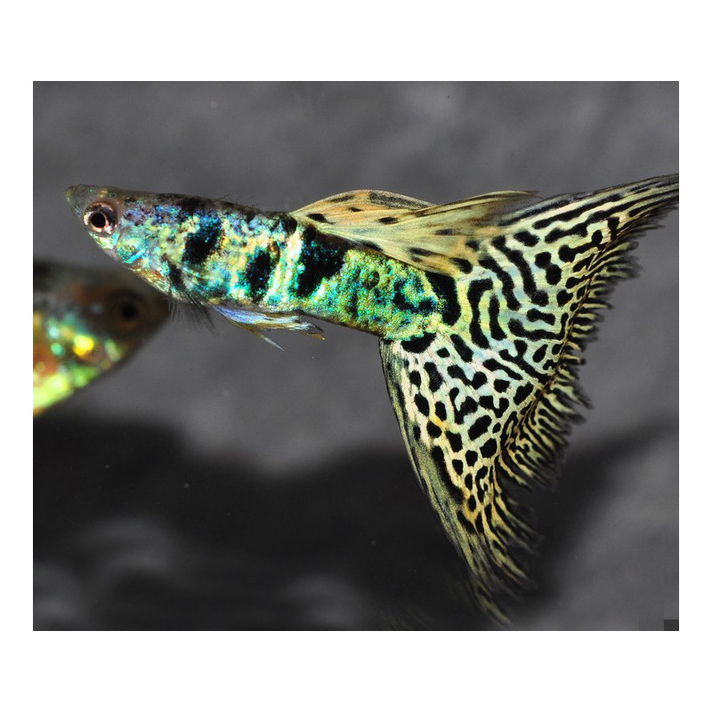 Poecilia reticulata mâle (Guppy) King Tiger Yellow 2,5 cm