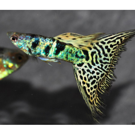Poecilia reticulata mâle (Guppy) King Tiger Yellow 2,5 cm
