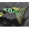 Poecilia reticulata mâle (Guppy) King Tiger Yellow 2,5 cm