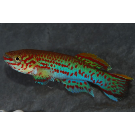 Aphyosemion gardneri 3 cm