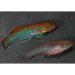 Aphyosemion gardneri 3 cm