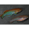 Aphyosemion gardneri 3 cm