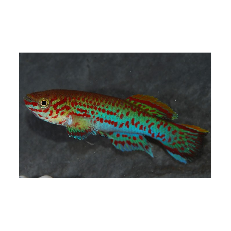 Aphyosemion gardneri 2,5 cm Aphyosemion gardneri 2,5 cm