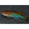 Aphyosemion gardneri 2,5 cm