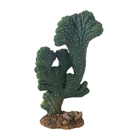 *CACTUS VICTORIA (2) 22cm HOBBY (sur commande)
