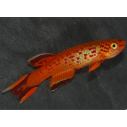 Aphyosemion australe hjersseni 2,5 cm