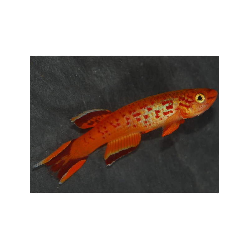Aphyosemion australe hjersseni 2,5 cm Aphyosemion australe hjersseni 2,5 cm