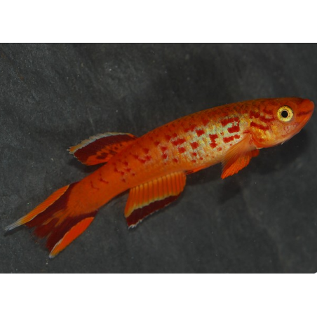 Aphyosemion australe hjersseni 2,5 cm