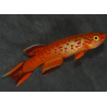 Aphyosemion australe hjersseni 2,5 cm