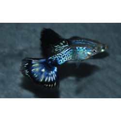Poecilia reticulata mâle (Guppy femelle) Snakeskin Dark Blue 3 cm