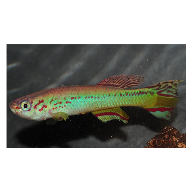 Aphyosemion amieti 3,5 cm