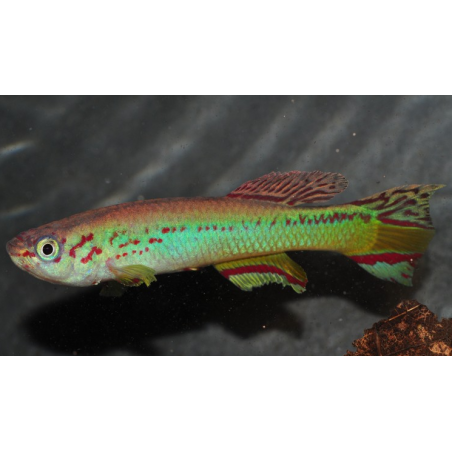 Aphyosemion amieti 3,5 cm