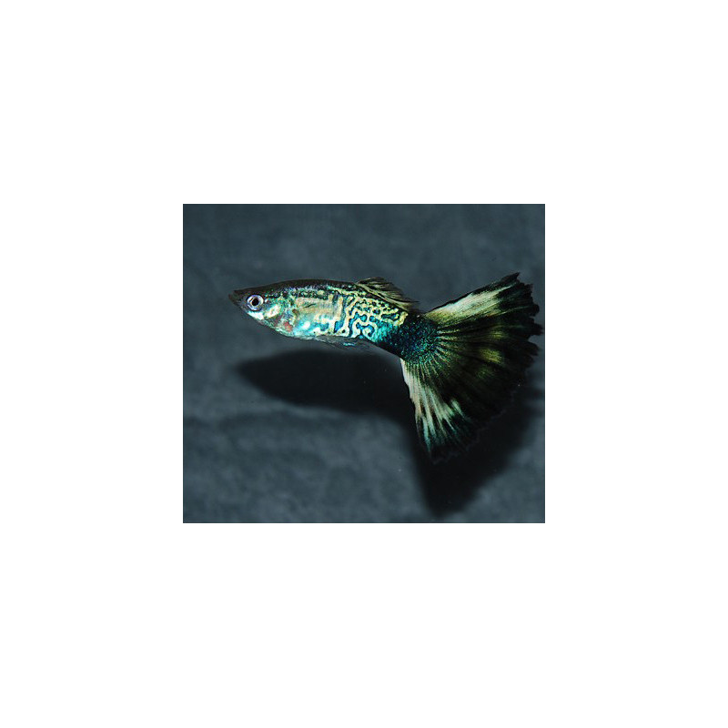 Poecilia reticulata (Guppy femelle) Snakeskin Fancy 3 cm
