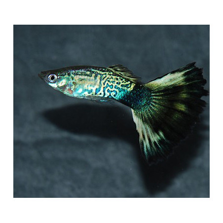 Poecilia reticulata (Guppy femelle) Snakeskin Fancy 3 cm