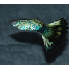 Poecilia reticulata (Guppy femelle) Snakeskin Fancy 3 cm