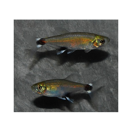 Aphyocharax paraguayensis 2,5 cm