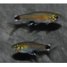 Aphyocharax paraguayensis 2,5 cm