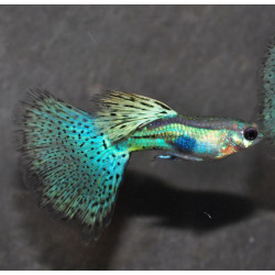 Poecilia reticulata femelle (Guppy femelle) HM mosaïque bleue 3,5 cm