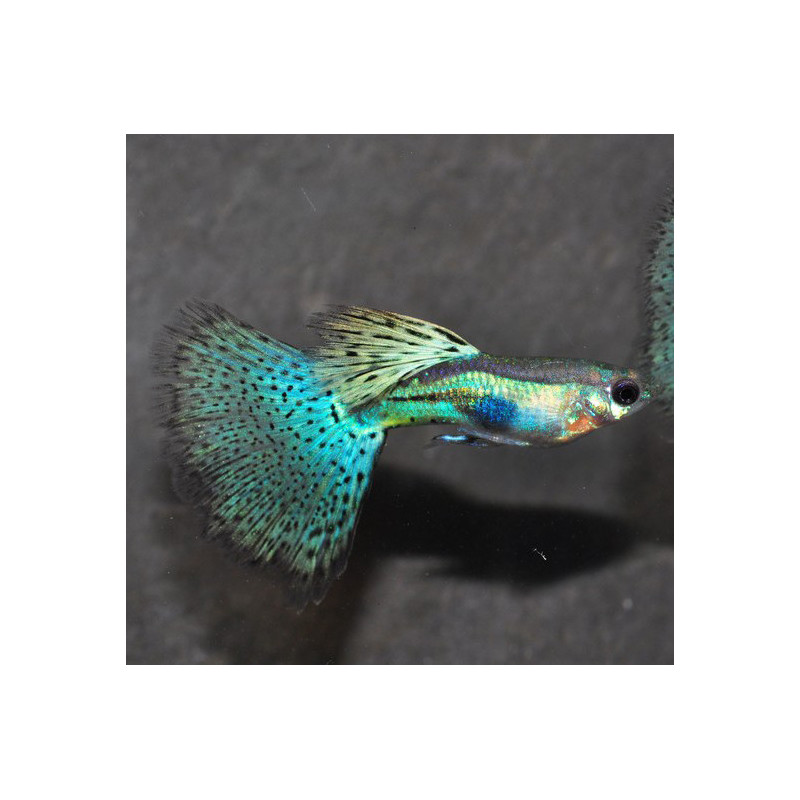 Poecilia reticulata femelle (Guppy femelle) HM mosaïque bleue 3,5 cm