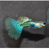 Poecilia reticulata femelle (Guppy femelle) HM mosaïque bleue 3,5 cm