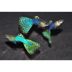 Poecilia reticulata mâle (Guppy mâle) mosaïque turquoise 3,5 cm