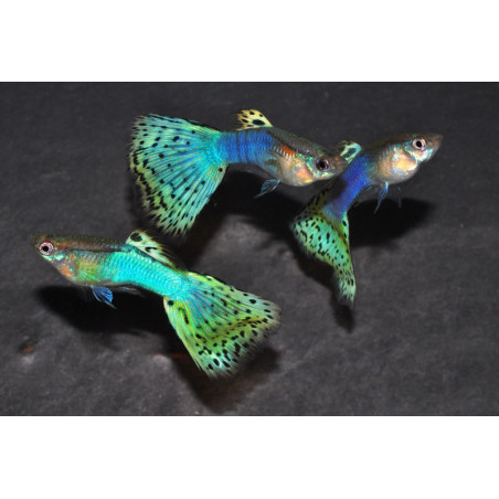 Poecilia reticulata mâle (Guppy mâle) mosaïque turquoise 3,5 cm