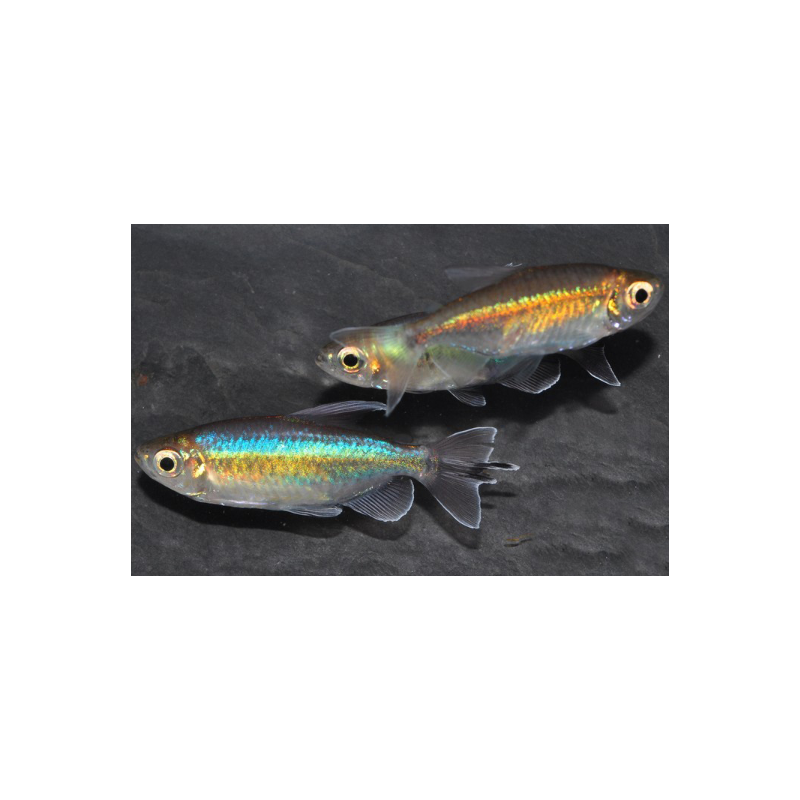 Phenacogrammus interruptus (Tétra bleu du Congo) 6-6,5 cm