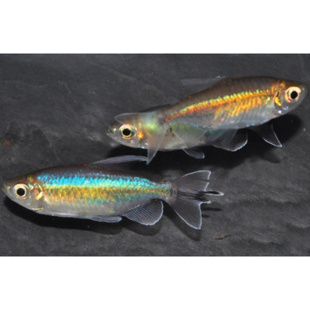 Phenacogrammus interruptus (Tétra bleu du Congo) 6-6,5 cm