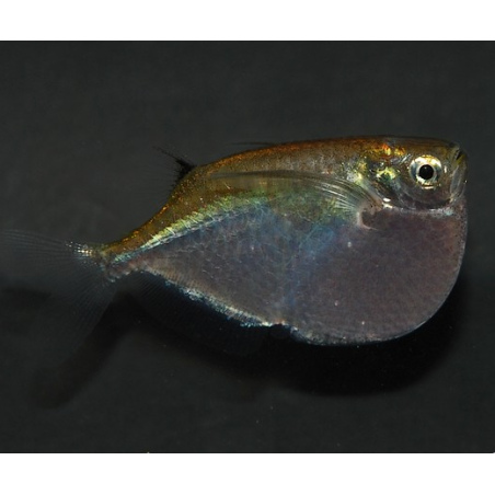 Thoracocharax stellatus (poisson hachette argenté) 3,5 cm (s)