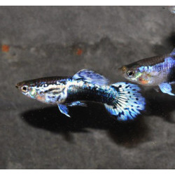 Poecilia reticulata mâle (Guppy mâle) Blue Ice Leopard 3 cm