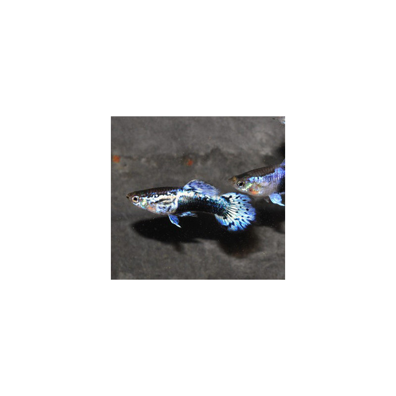Poecilia reticulata mâle (Guppy mâle) Blue Ice Leopard 3 cm